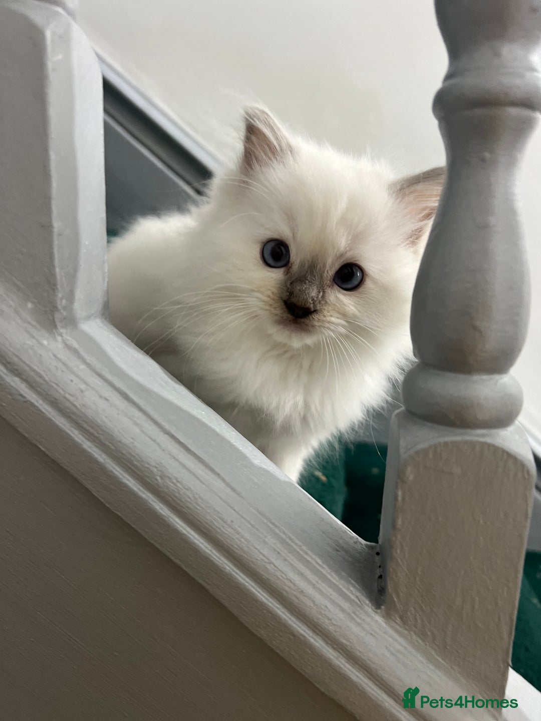 Ragdoll cats for sale: Extremely white Ragdoll boy! - Image 7