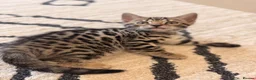 Bengal cats for sale: 🌟 Stunning Female Bengal Kittens Available! 🌟 - Advert 9