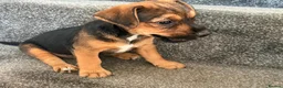 Jack Russell dogs for sale: Ready for there forever homes  - Advert 8