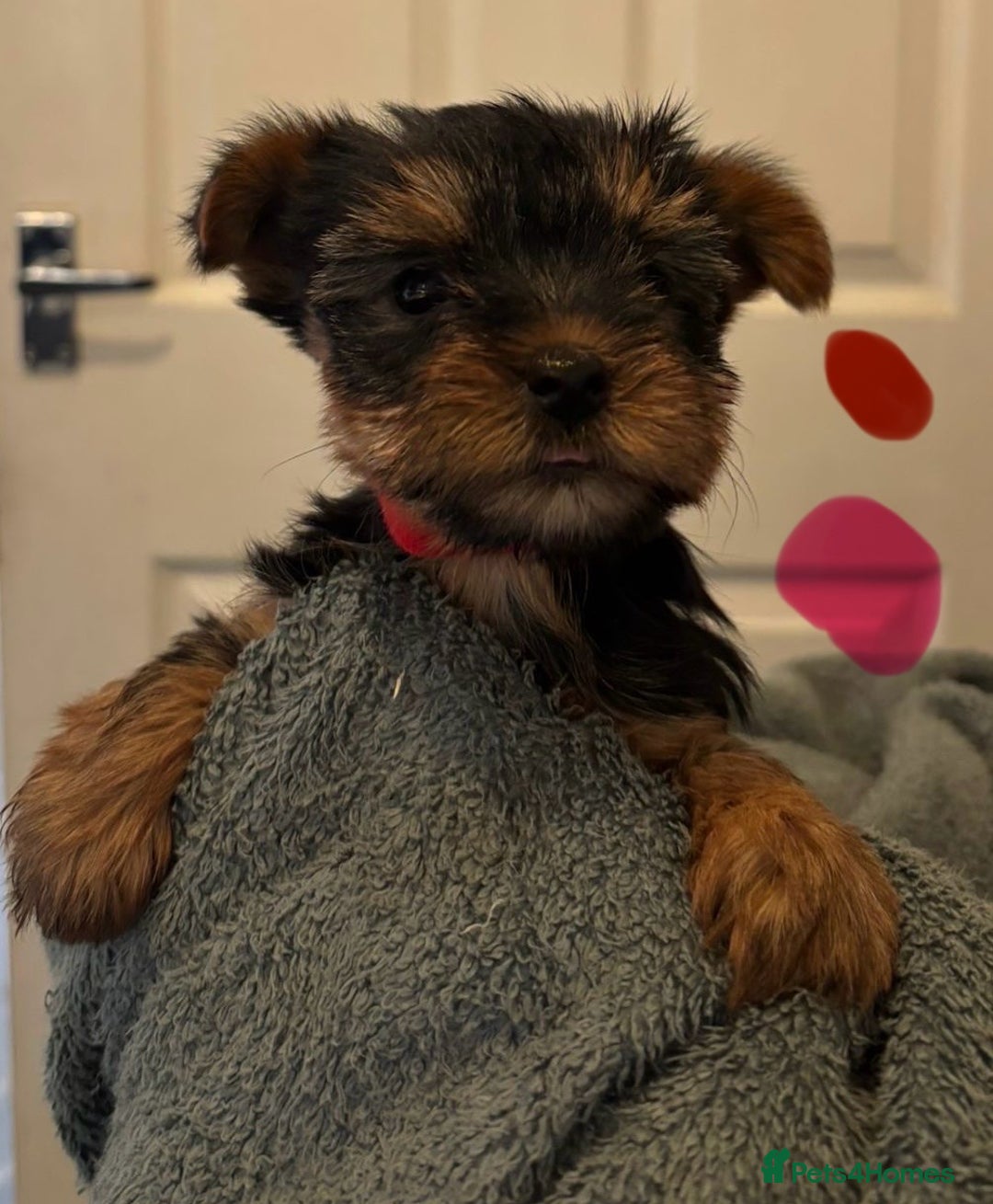 Yorkshire Terrier dogs for sale: Pure Yorkshire terriers  - Advert 4