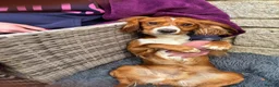 Cocker Spaniel dogs for stud: Working Cocker Spaniel at stud  in Cirencester - Advert 3