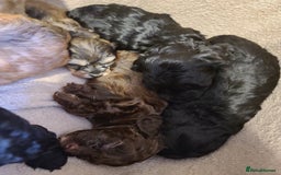 Cockapoo dogs for sale: Super Socialised F1 Cockapoo Puppies. DNA TESTED.  - Image 29