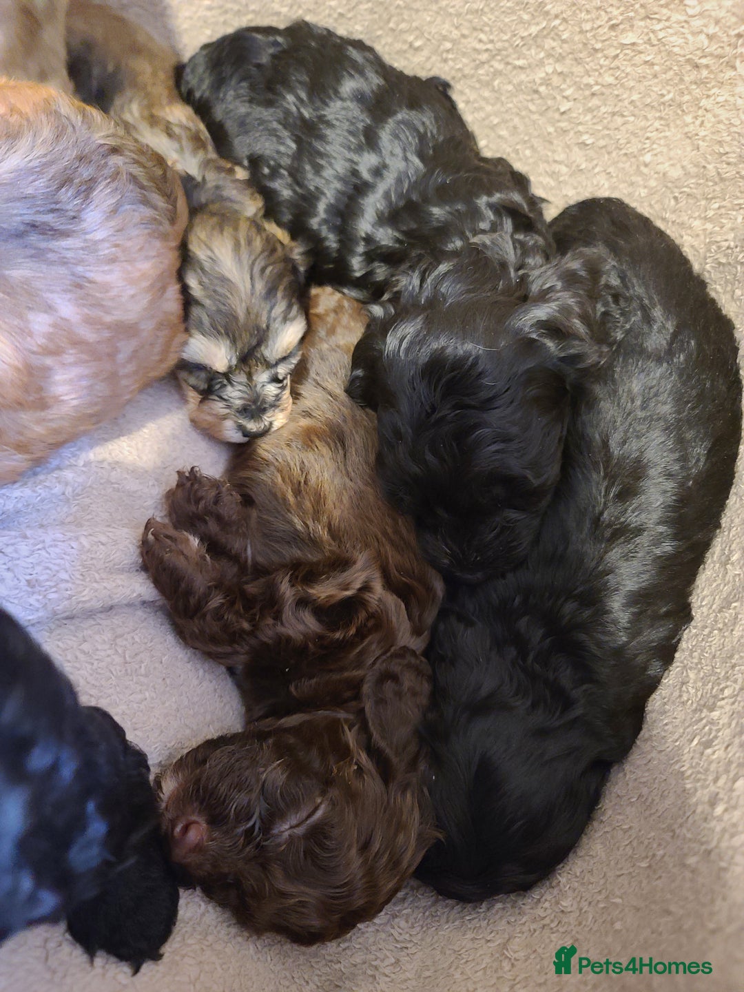 Cockapoo dogs for sale: Super Socialised F1 Cockapoo Puppies. DNA TESTED.  - Image 29