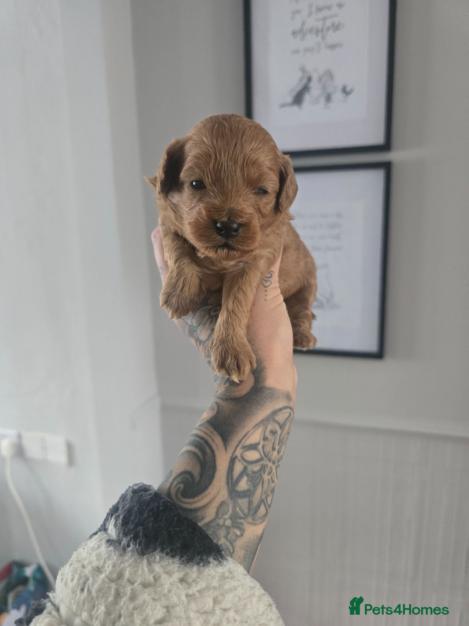 Cockapoo dogs Stunning F1BB Toy American Cockapoos - Advert 18
