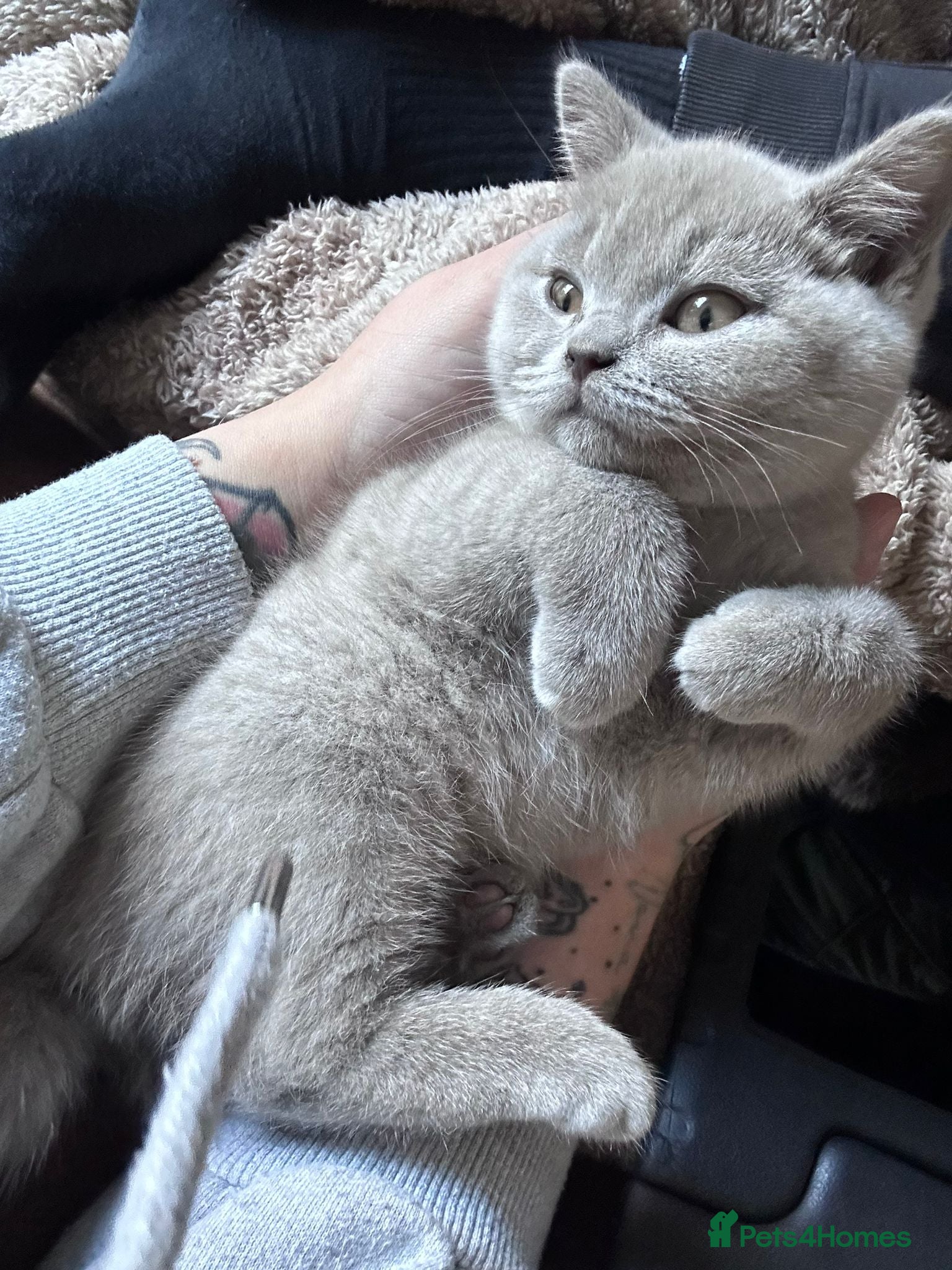 Mixed Breed cats Beautiful black half British shorthair  - Advert 1