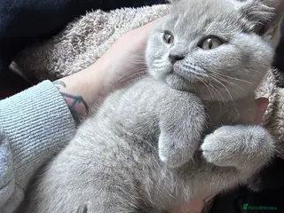 Mixed Breed cats Beautiful black half British shorthair - Advert 1