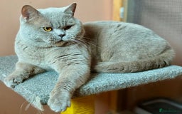 British Shorthair cats for sale: 5 TICA BRITISH SHORTHAIRED KITTENS - Image 29