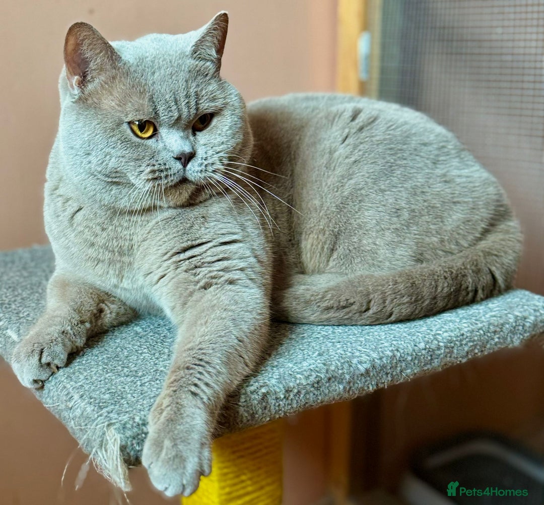 British Shorthair cats for sale: 5 TICA BRITISH SHORTHAIRED KITTENS - Image 29