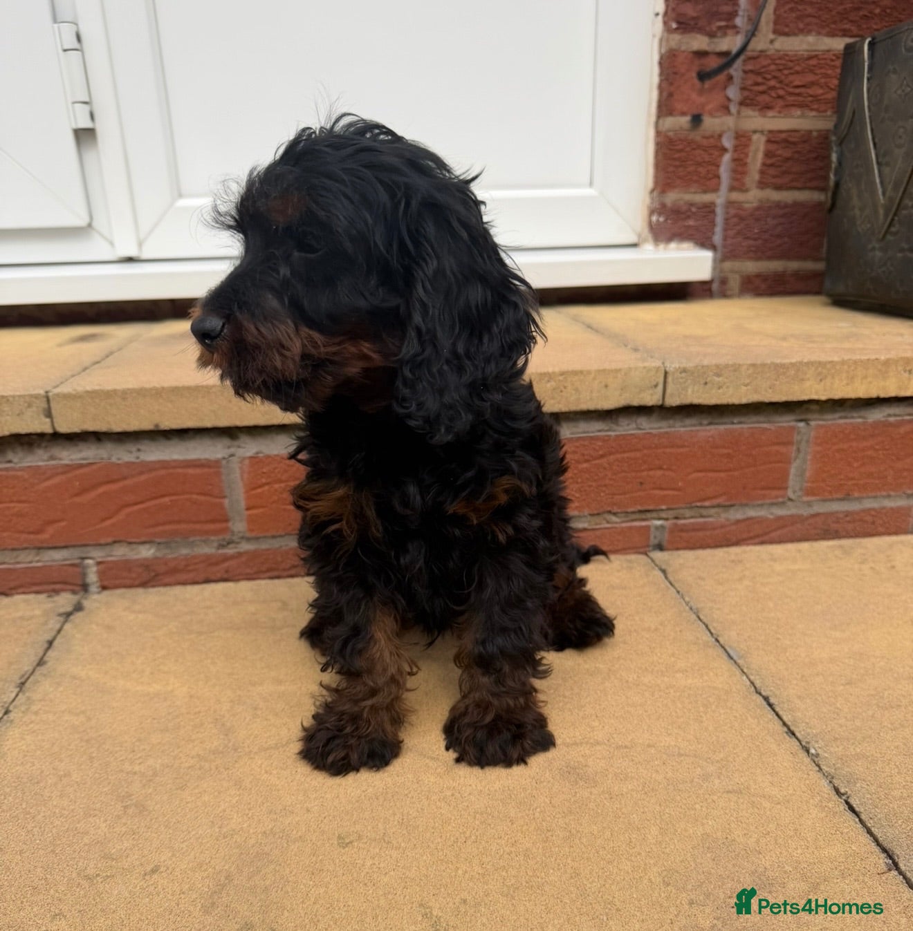 Cockapoo dogs F1 cockapoo pups  - Advert 2