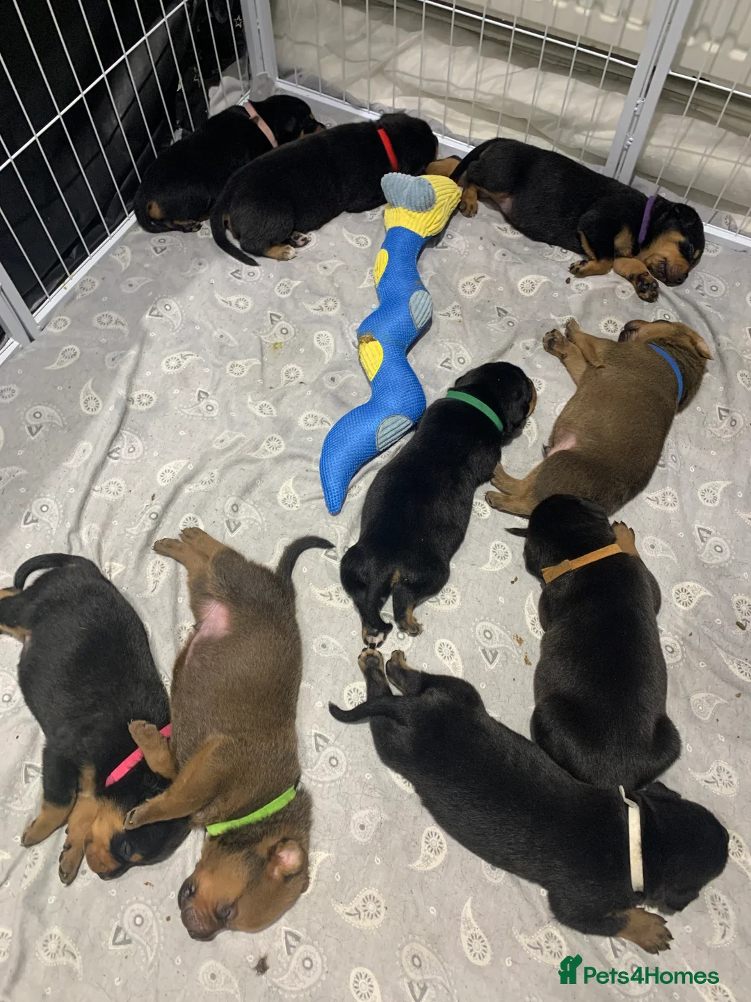 Mixed Breed dogs for sale: Rottweiler x American bull staffie - Advert 2