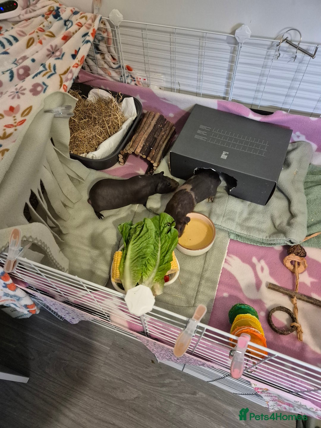Guinea Pig rodents for sale: Pair male bonded skinny pigs - Image 3