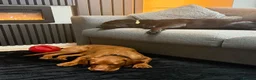 Cockerdor dogs for sale: Only the best for Ozzy-Beautiful Fox Red Cockerdor in Bradford - Advert 4