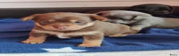 Mixed Breed dogs for sale: Dameranian Puppy for sale in Plymouth - Advert 6