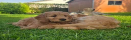 Goldendoodle dogs for sale: Red F1 Goldendoodle puppies for sale  in Leyland - Advert 4