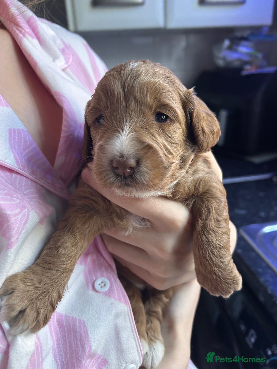 Cockapoo dogs for sale: Cockapoos x 5 2 girls 3 boys f1 - Image 17