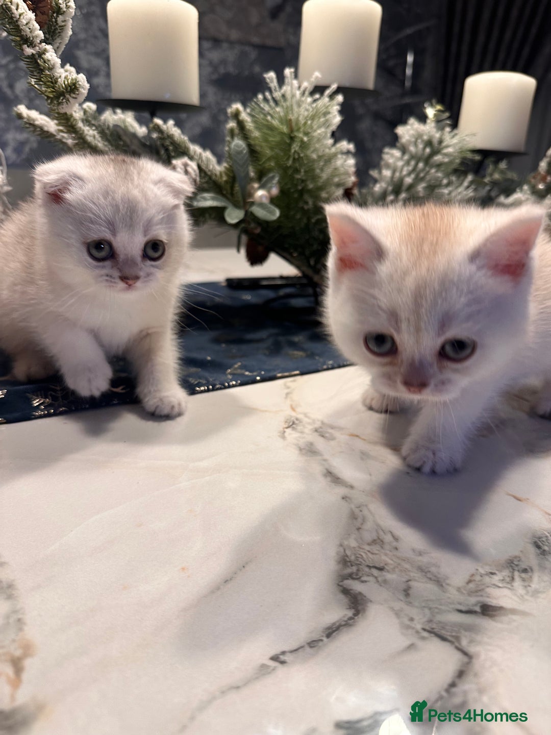 Scottish Fold cats for sale: Adorable Scottish Fold/Straight kittens  - Advert 6