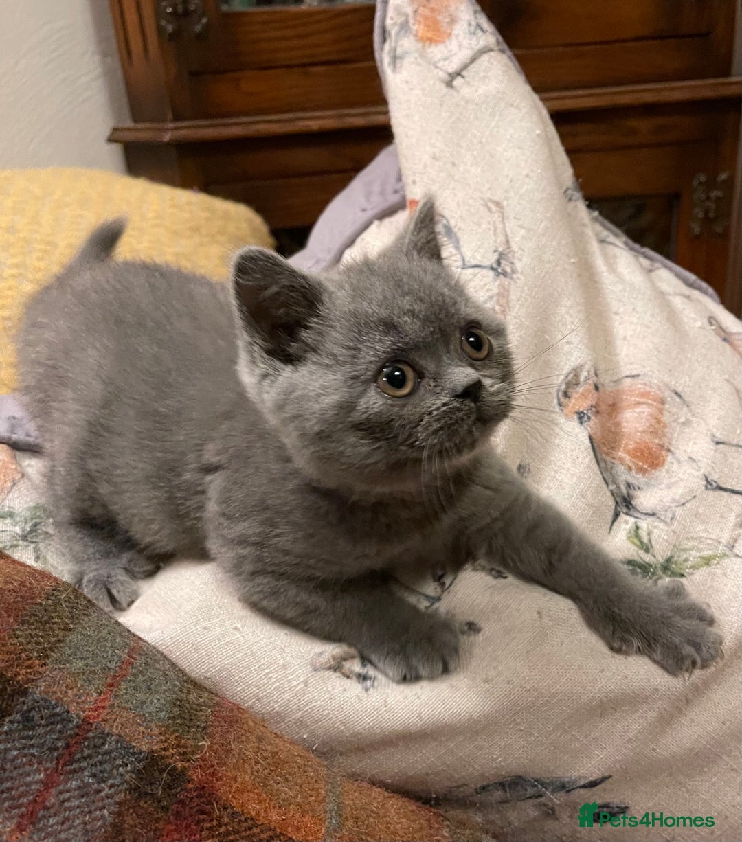 British Shorthair cats for sale: Champion Sired Female BSH - Advert 17