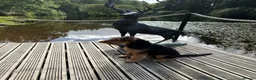 Airedale Terrier dogs for sale: Airedale  - Advert 7