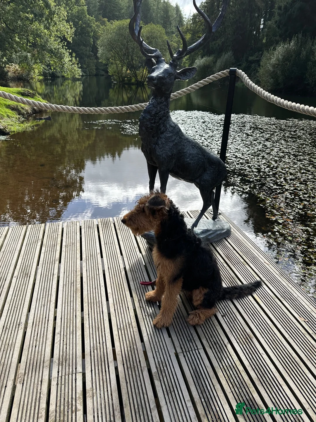 Airedale Terrier dogs for sale: Airedale  - Advert 7