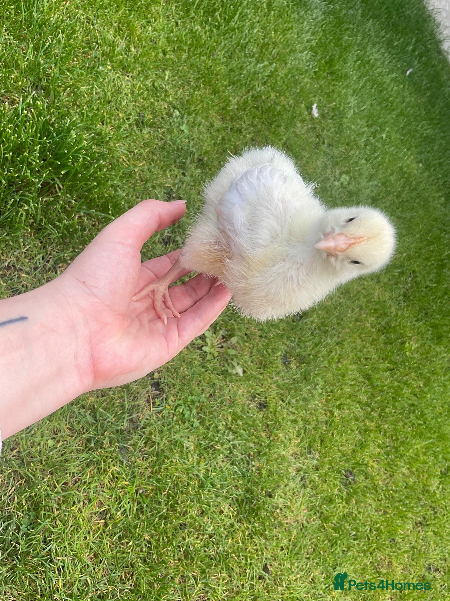 Chickens poultry Indian runner ducks and chicks available soon! - Advert 5