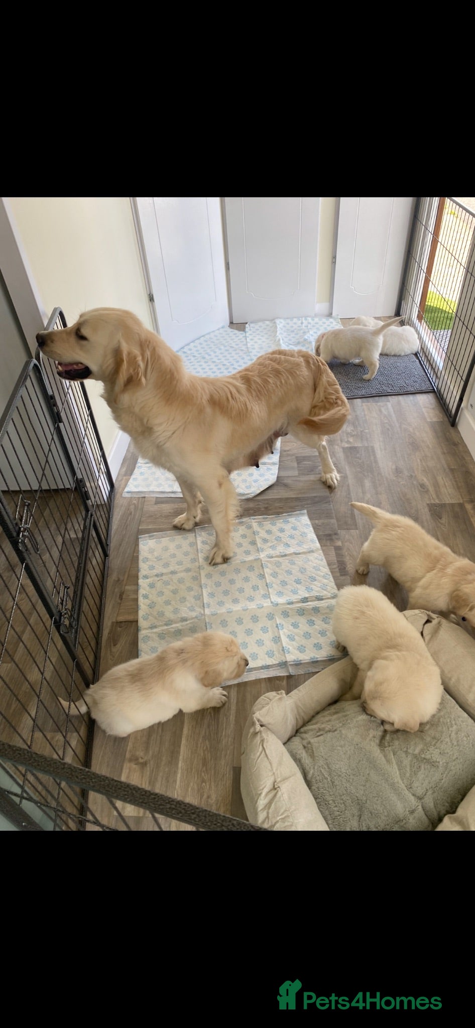 Golden Retriever dogs KC-DNA Chunky fluffy goldies.  - Advert 2