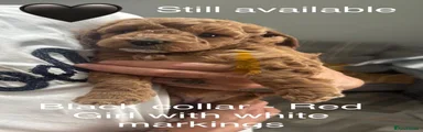 Cockapoo 1