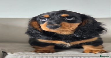 Miniature Dachshund dogs - Advert 4
