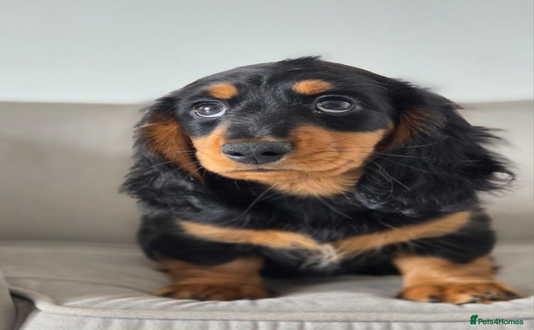 Miniature Dachshund dogs - Advert 3
