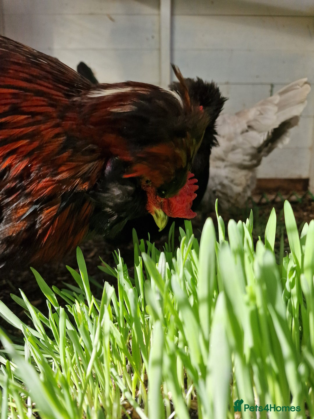 Chickens poultry for sale: 8 week old Arucana X  - Image 2