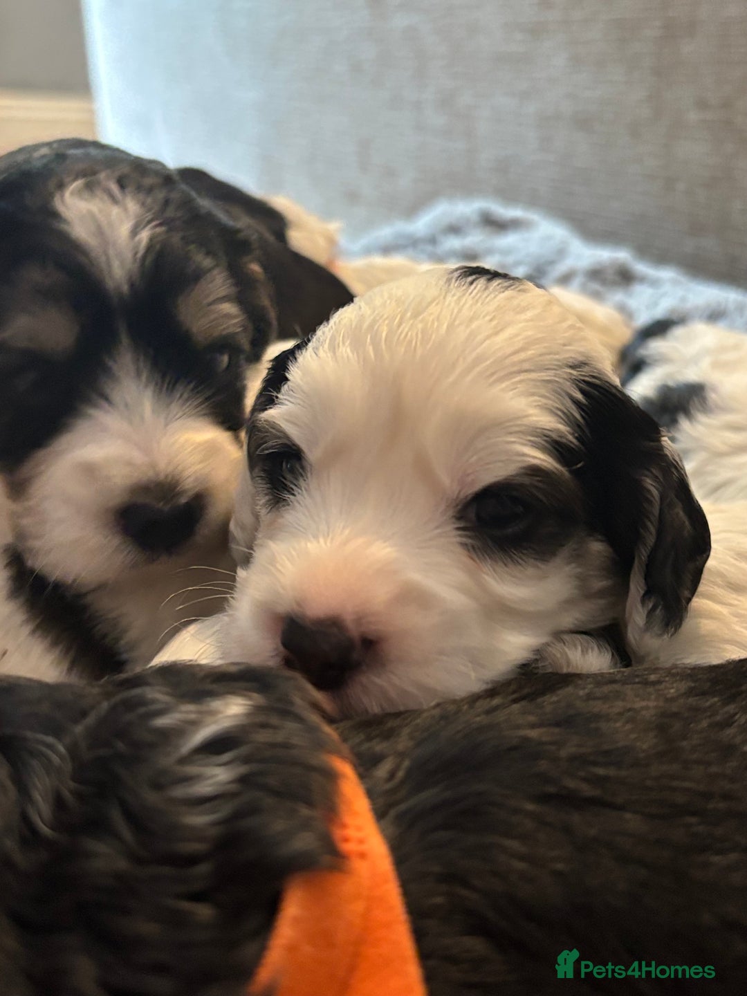 Cockapoo dogs for sale: F1 cockapoos beautiful litter 5 left* - Image 22