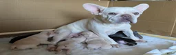 French Bulldog dogs for sale: French bulldog Puppies.  - Advert 21