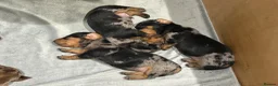 Miniature Dachshund dogs for sale: 🐾 Miniature Dachshund Puppies – KC registered 🐾 in Birmingham - Advert 22