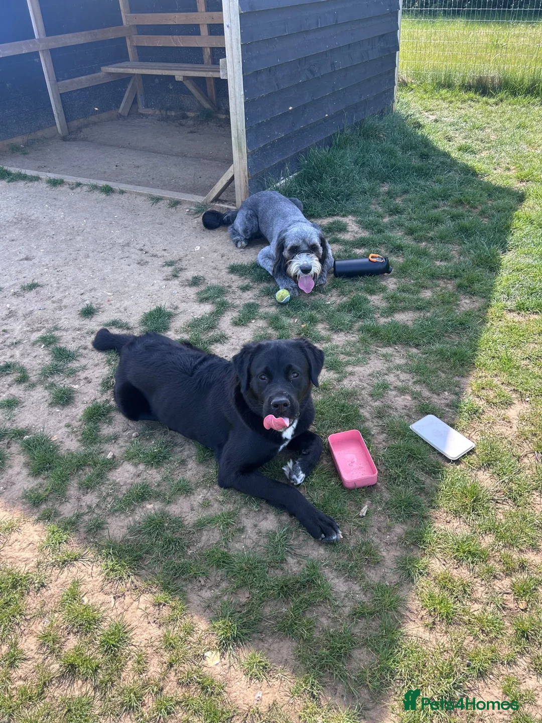 Mixed Breed dogs for sale: Guardian Breed Seeking the Right Home - Advert 3