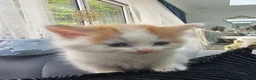 Persian cats for sale: Lovley half perian  - Advert 11