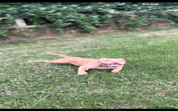American Bully dogs for sale: 8 month old female pocket bully  - Image 5