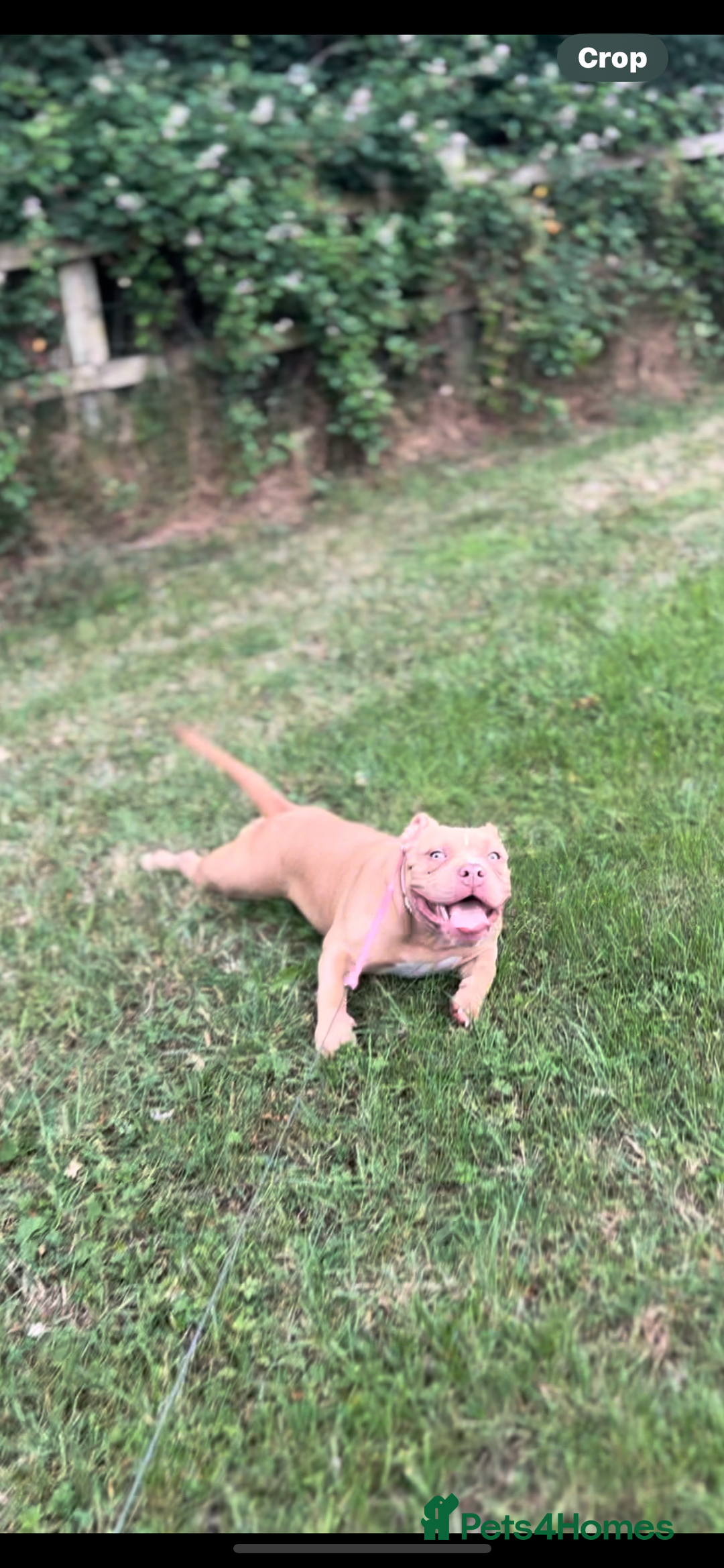 American Bully dogs for sale: 8 month old female pocket bully  - Image 5