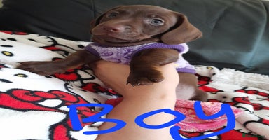 Miniature Dachshund dogs - Advert 9