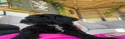 Sproodle dogs for sale: Gorgeous Sproodle puppies ready for forever homes - Advert 4
