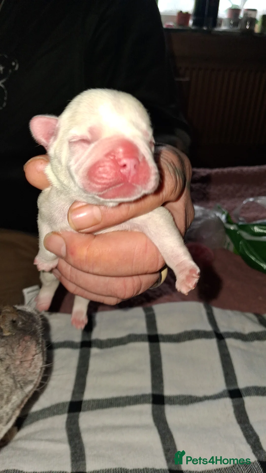 French Bulldog dogs for sale: Frenchie babys - Advert 2