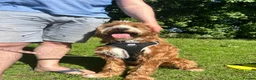 Labradoodle dogs for sale:     Beautiful Labradoodle Needs Loving Home - Advert 3