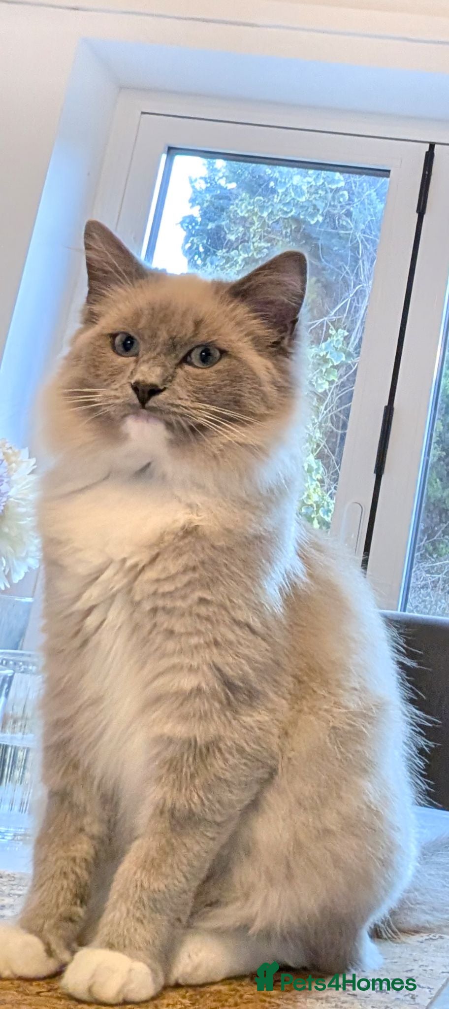 Ragdoll cats Ragdoll for rehoming 10 months old - Advert 8