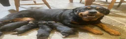 Rottweiler dogs for sale: Three gorgeous Rottweiler Girls - Advert 1