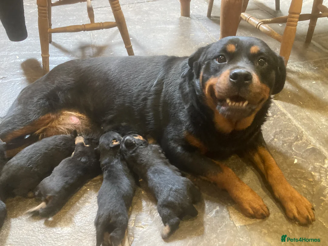 Rottweiler dogs for sale: Three gorgeous Rottweiler Girls - Advert 1