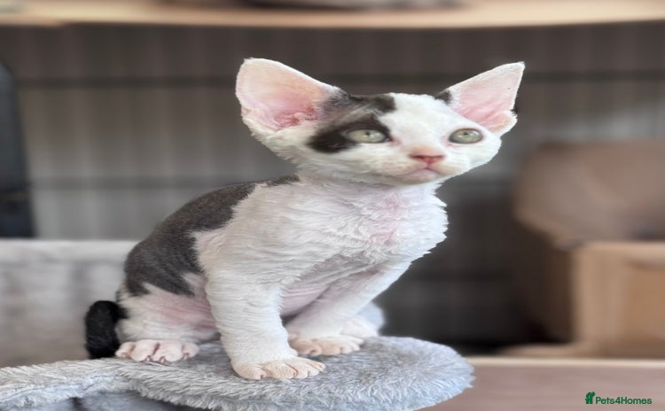 Devon Rex cats - Advert 1