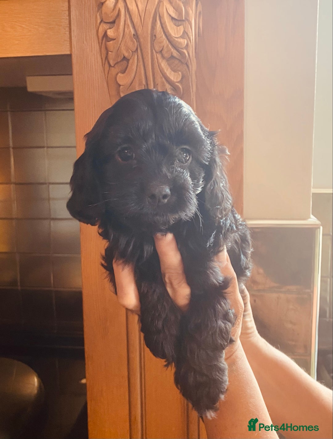 Cavapoo dogs for sale: F1 boys, licensed breeder, health tested parents - Image 11