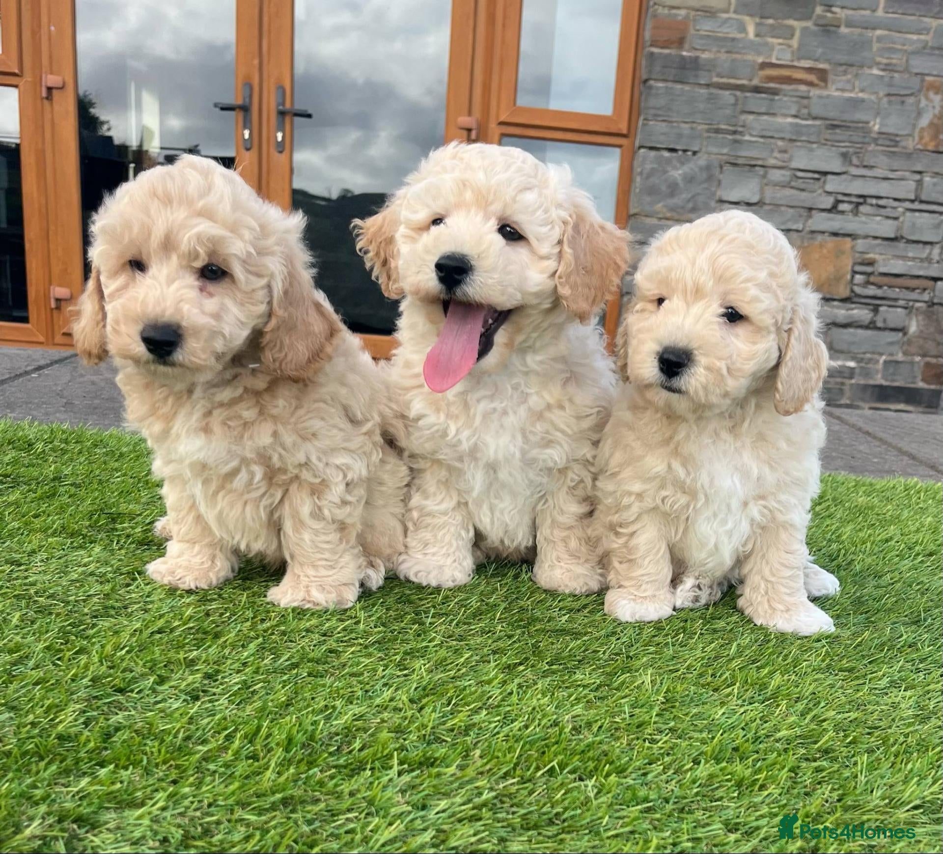 Poochon dogs Poochon Puppies - Advert 1