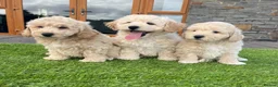 Poochon dogs for sale: Poochon Puppies - Advert 1