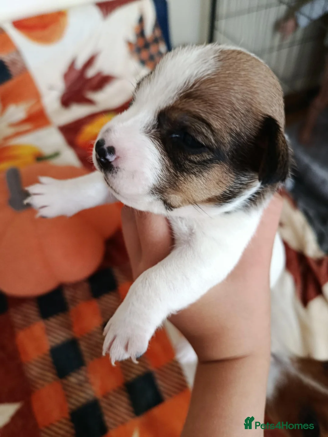 Jack Russell dogs for sale: 5 Beautiful Jack Russell Puppies - Advert 2