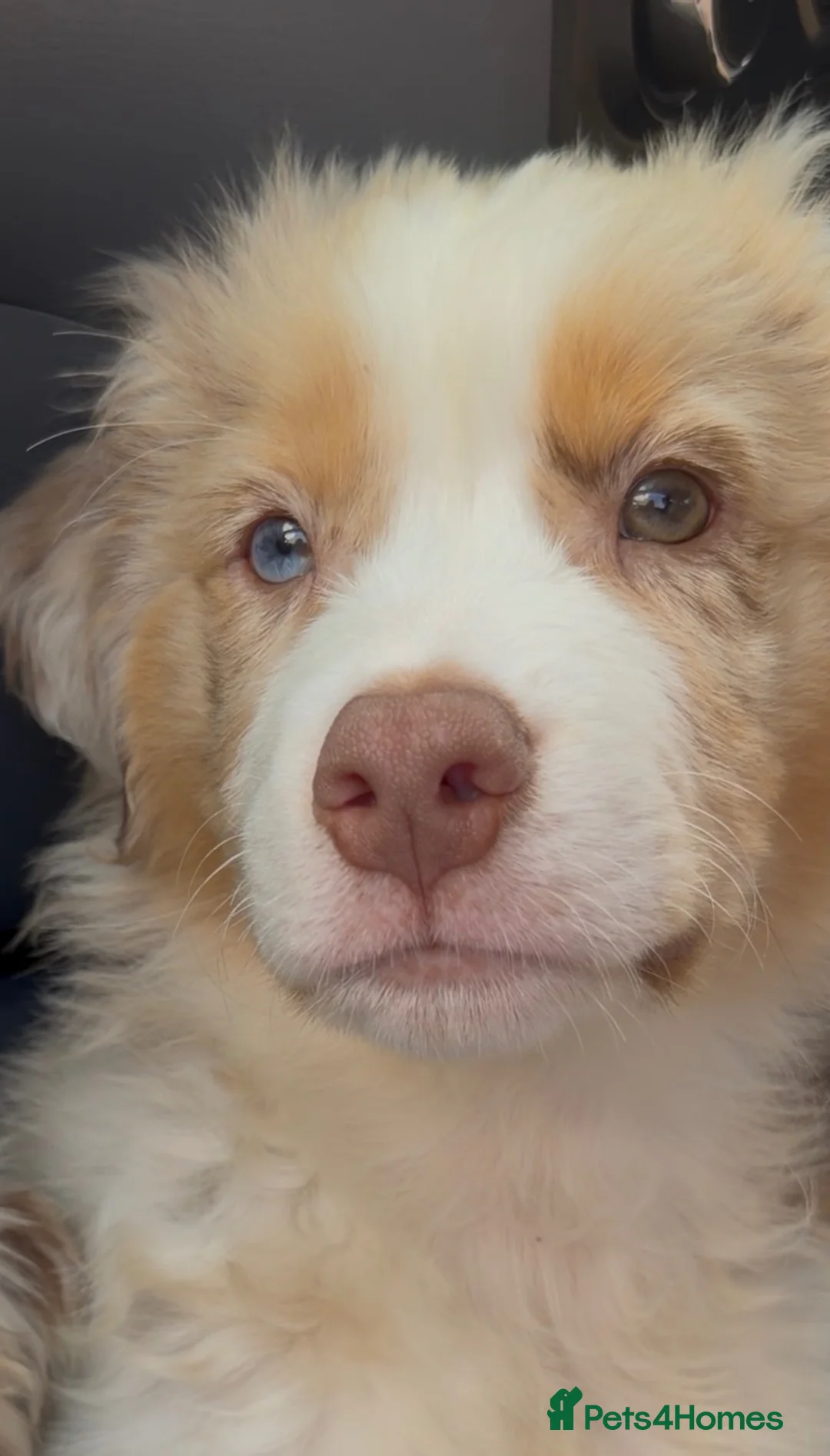 Miniature American Shepherd dogs for sale: 1 x Red Merle Mini American Shepherd Puppy - Boy - Advert 2