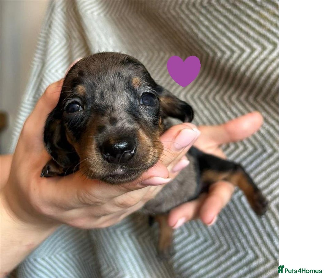 Miniature Dachshund dogs for sale: Miniature Dachshund Puppies for Sale - Image 15